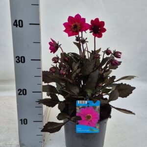 Dahlia Happy Days Red
(6 Plants/Order)(17cmP 40cmH)
