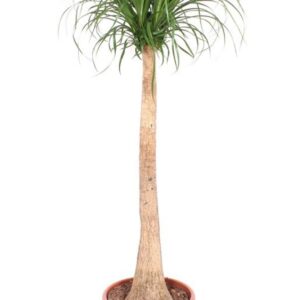 Nolina recurvata Beaucarnea
(1 Plants/Order)(40cmP 170cmH)