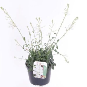 Gaura Gaura lind. Gaudi White
(8 Plants/Order)(13cmP 30cmH)