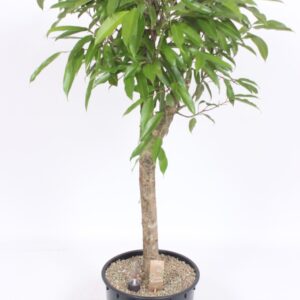 Ficus Amstel King
(1 Plants/Order)(34cmP 140cmH)