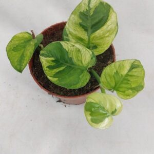 Epipremnum pinnatum Lemon
(5 Plants/Order)(12cmP 25cmH)