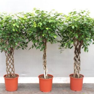 Ficus Exotica mixkar
(11 Plants/Order)(30cmP 150cmH)