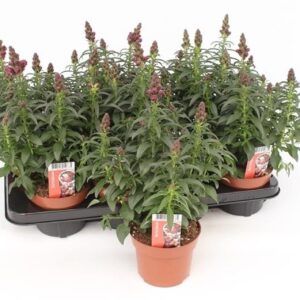 Antirrhinum Florini Diana Bright Re Antirrhinum Majus Red
(8 Plants/Order)(13cmP 35cmH)