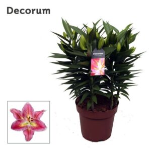 Lilium Reeleeze OR 19cm
(5 Plants/Order)(19cmP 60cmH)