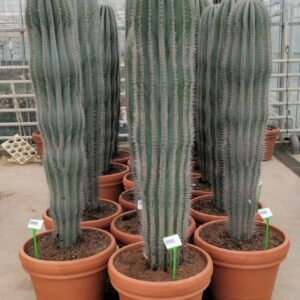 Pachycereus pringlei 55 cm XL
(1 Plants/Order)(55cmP 170cmH)