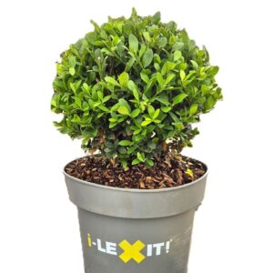 Ilex crenata Dark Green P23, ball Ø25cm
(1 Plants/Order)(23cmP 40cmH)