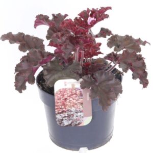 Heuchera Heuchera Melting Fire
(6 Plants/Order)(17cmP 30cmH)