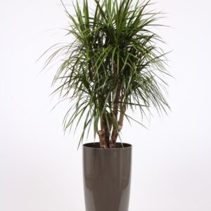 Dracaena marginata "in Santorini Pot ""taupe"""
(1 Plants/Order)(33cmP 150cmH)