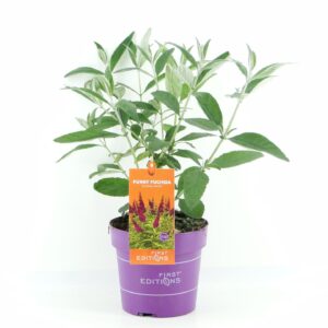 Buddleja Buddleja dav. Funky Fuchsia (First Editions®)
(1 Plants/Order)(19cmP 50cmH)