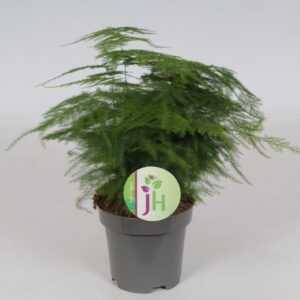 Asparagus setaceus Plumosus'
(18 Plants/Order)(9cmP 30cmH)