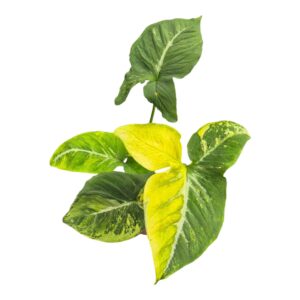 Syngonium Scrambled Eggs
(1 Plants/Order)(9cmP 15cmH)