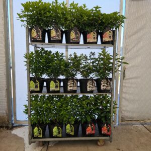 Hydrangea paniculata mix 10 liter
(1 Plants/Order)(29cmP 80cmH)