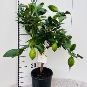 Citrus limon Lemon on stem
(1 Plants/Order)(19cmP 65cmH)