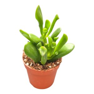 Crassula Hobbit
(10 Plants/Order)(7cmP 2cmH)