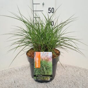 Miscanthus sinensis Red Cloud
(1 Plants/Order)(26cmP 40cmH)