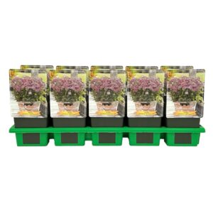 Achillea millefolium 'Milly Rock Pink' P11
(10 Plants/Order)(11cmP 25cmH)