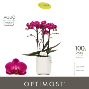 Phalaenopsis Morelia Optimost Morelia 3 spike in Molise White Aquo
(6 Plants/Order)(12cmP 45cmH)