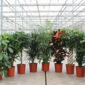 Indoor plants Mixkar 1425
(9 Plants/Order)(30cmP 150cmH)