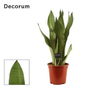 Sansevieria Moonshine
(6 Plants/Order)(17cmP 55cmH)