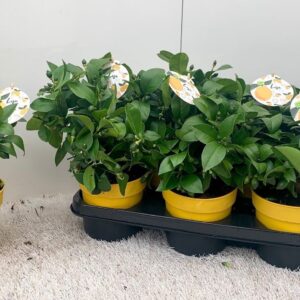 Citrus 'Meyer' Lemon medi-stem (s2)
(6 Plants/Order)(14cmP 33cmH)