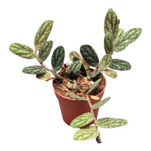 Pellionia repens Pulchra
(10 Plants/Order)(7cmP 15cmH)