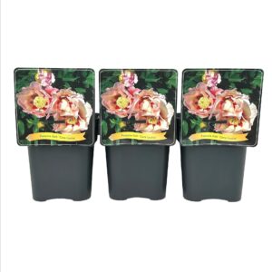 Paeonia (Itoh Grp) Cora Louise C5
(1 Plants/Order)(21cmP 35cmH)