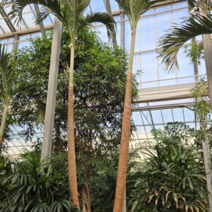 palms Veitchia merrillii 2pp
(1 Plants/Order)(96cmP 600cmH)