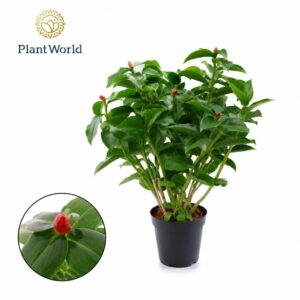 Costus arabicus Vari Woodsonii
(8 Plants/Order)(14cmP 35cmH)