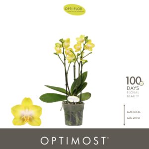 Phalaenopsis Arezzo Optimost Arezzo 3 spike
(6 Plants/Order)(12cmP 45cmH)