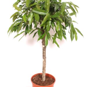 Ficus Amstel King
(1 Plants/Order)(30cmP 140cmH)
