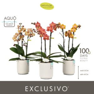 Phalaenopsis Multiflora Exclusivo Gold mix 3 spike in Molise White Aquo
(6 Plants/Order)(12cmP 45cmH)