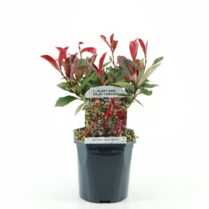 Photinia fraseri Carre Rouge
(6 Plants/Order)(17cmP 40cmH)