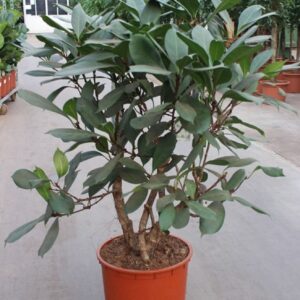Ficus cyathistipula
(1 Plants/Order)(34cmP 130cmH)