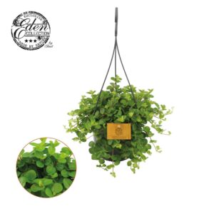 Peperomia rotundifolia 15cm HP
(2 Plants/Order)(15cmP 25cmH)