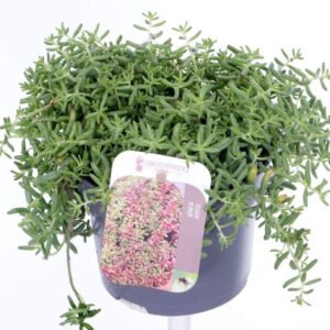 Sedum album Coral Carpet
(8 Plants/Order)(13cmP 15cmH)