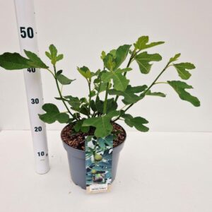 Ficus carica Brown Turkey
(1 Plants/Order)(23cmP 45cmH)