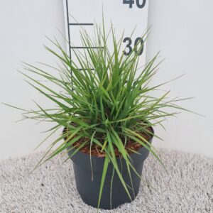 Pennisetum alopecuroides Fairy Tails P19
(1 Plants/Order)(19cmP 30cmH)