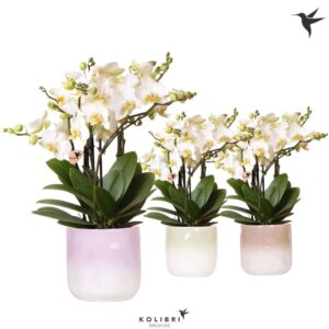 Phalaenopsis Lausanne Kolibri Orchids Phalaenopsis Blossom Lausanne 6 spike in Gradience Pot mix
(4 Plants/Order)(12cmP 40cmH)
