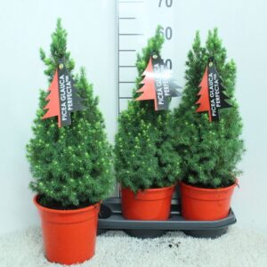 Picea Perfecta Picea glauca 'Perfecta' Red Pot P19 potgekweekt
(3 Plants/Order)(19cmP 60cmH)
