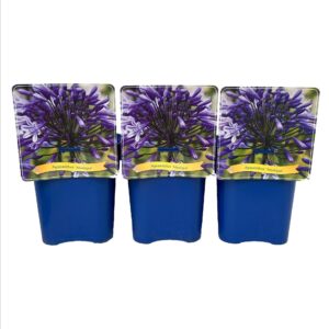 Agapanthus Monique' C5
(1 Plants/Order)(21cmP 35cmH)