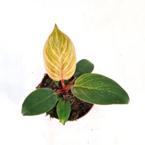 Philodendron Pink Bikini
(10 Plants/Order)(7cmP 10cmH)