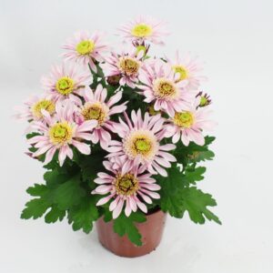 Chrysanthemum Sweet Day Sweet Day 12 cm
(10 Plants/Order)(12cmP 21cmH)