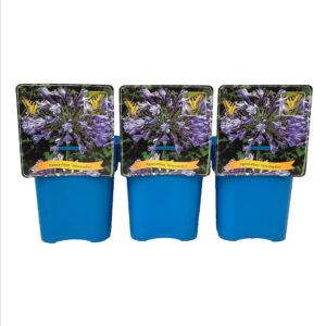 Agapanthus Intermedius C5
(1 Plants/Order)(21cmP 35cmH)