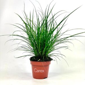 Carex brunnea (groen) p10,5
(12 Plants/Order)(10.5cmP 25cmH)