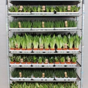 Sansevieria "mixkar ""Rough Tough"""
(1 Plants/Order)(5cmP 999cmH)
