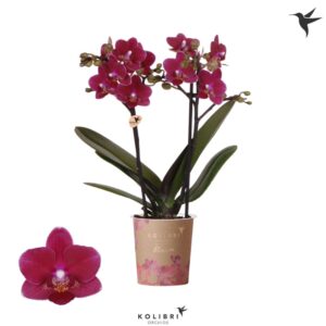 Phalaenopsis Multiflora Blossom Chamonix 2 spike
(12 Plants/Order)(9cmP 35cmH)