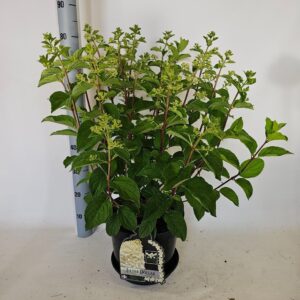 Hydrangea paniculata Silver Dollar actie
(1 Plants/Order)(29cmP 80cmH)