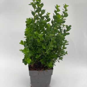 Buxus Newgen Freedom P13
(10 Plants/Order)(13cmP 40cmH)