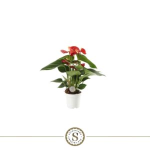Anthurium Red Champion
(16 Plants/Order)(7cmP 25cmH)