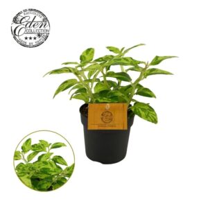 Pedilanthus tithymaloides 10,5 cm
(8 Plants/Order)(10.5cmP 15cmH)